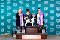 Smooth Fox Terrier BIS