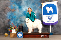 Samoyed #39 BISweepsVet Judge Tom Mauer