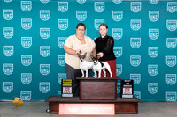 Teddy Roosevelt Terriers #365 #366