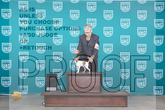 Toy Fox Terrier Nic R_JP_3864_UKC Belton_2023_HR3