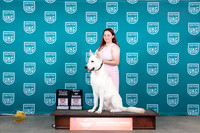 White Shepherd #444 FriSatSun BOBx6