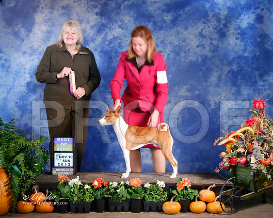 Basenji-5225-HstnNov13-HR