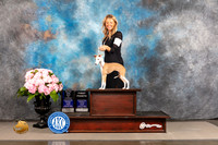 Italian Greyhound #16 FRI BOW WB Major Judge Ken Murray