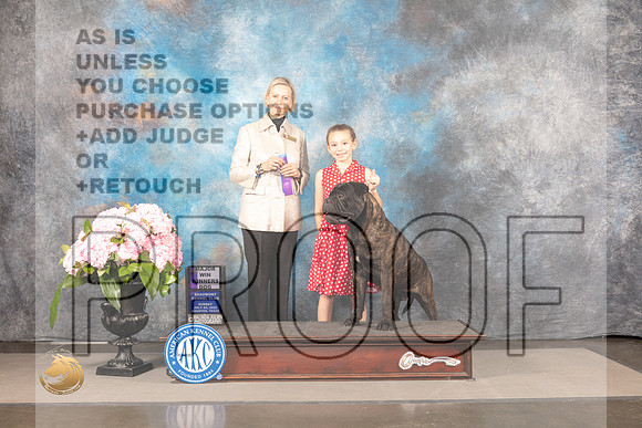 Bullmastiff #17 FRI WD Major Judge Patricia Sosa_MJ_8120_Houston_2022_HR3