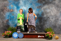 Italian Greyhound #17 Sun G3 Judge Anne Bolus