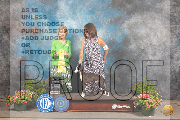 Italian Greyhound #17 Sun G3 Judge Anne Bolus_MJ_1683_SA_2022_HR3