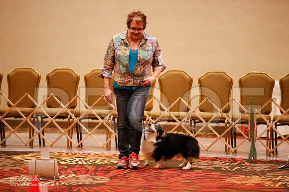 _JJ_7617-HstnCorgiFeb2015-HR3