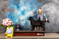 Flat Coated Retriever #7 THUR BOB Judge Steven Keating
