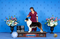 Australian Shepherd #17 SUN WD BOW NC M Judge James Moses
