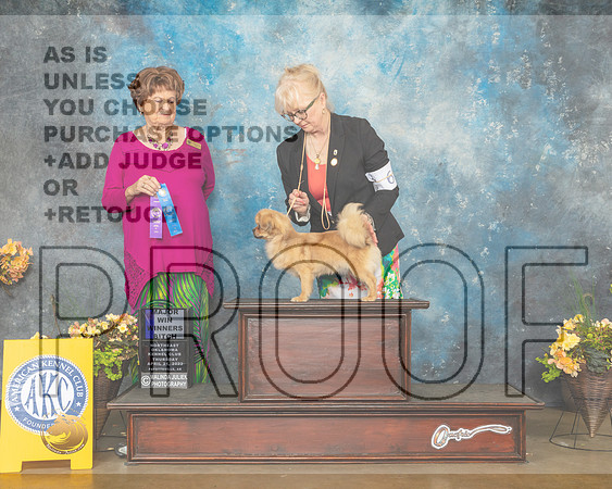 Tibetan Spaniel #6 Thur WB Judge Carol Jean Nelson-MMJ_8760-NWARK2022-HR3