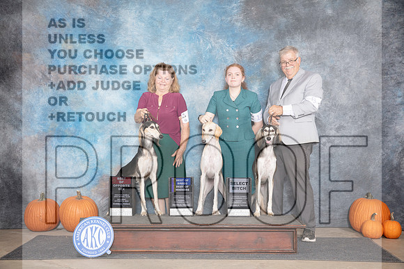 Saluki Fun BOS BOB SD M Judge Ann Roth__JP_9345_Humble_2024_HR3