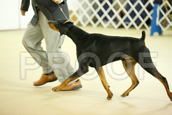 dobe-7242