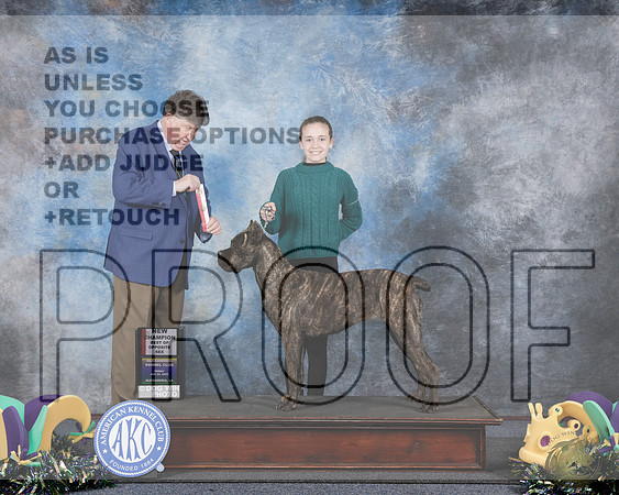 Cane Corso #8 Fri BOS NCH Judge Charles OlvisCane Corso #8 Fri BOS NCH Judge Charles Olvis_WP_1684e-Alexandria 2025-HR3