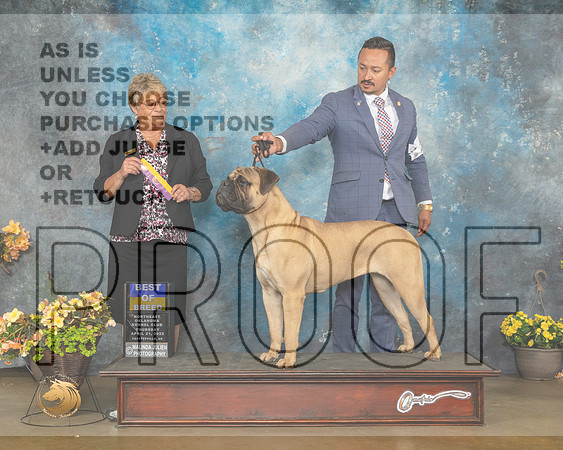 Bullmastiff #20 Thur BOB Judge Cathy Daugherty-MMJ_8852-NWARK2022-HR3