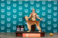 Afghan Hound #225 Sun BOWCH Judge Joeseph Gubry
