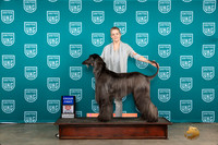 Afghan Hound #321 Fri1 G1 Judge Polly Drake Jones