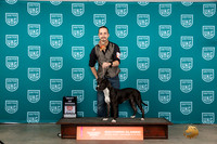 Amercian Pit Bull Terrier #407 Sun BOW Judge Carianna Glenn