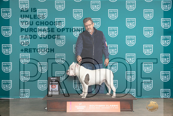 American Bully #344 Fri BOW Judge Carianna Glenn__JP_2797_UKCBelton2023-HR3