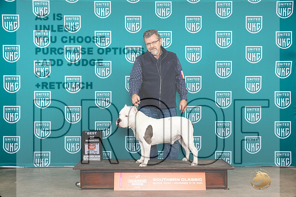 American Bully #344 Fri BOW Judge Carianna Glenn__JP_2798_UKCBelton2023-HR3