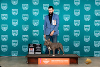American Bully #768 Fri Sat BOWCHTD MWPP Judge Polly Drake Jones