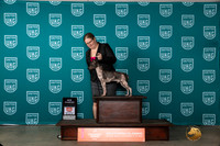 American Hairless Terrier #? BMCH No Judge