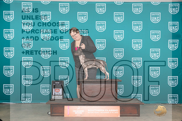 American Hairless Terrier #? BMCH No Judge__JP_3973_UKCBelton2023-HR3