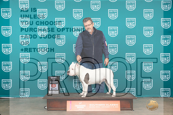 American Bully #344 Fri BOW Judge Carianna Glenn__JP_2796_UKCBelton2023-HR3