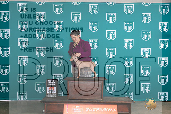 American Hairless Terrier #500 Sat PBOB Judge Nina Marie Sherrer__JP_3811_UKCBelton2023-HR3