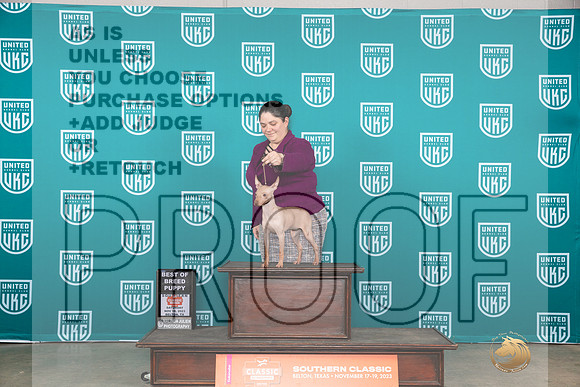 American Hairless Terrier #500 Sat PBOB Judge Nina Marie Sherrer__JP_3813_UKCBelton2023-HR3