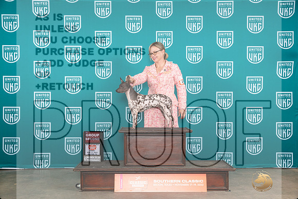 American Hairless Terrier #257 Fri G2 Judge Antonio Raposo__JP_2868_UKCBelton2023-HR3