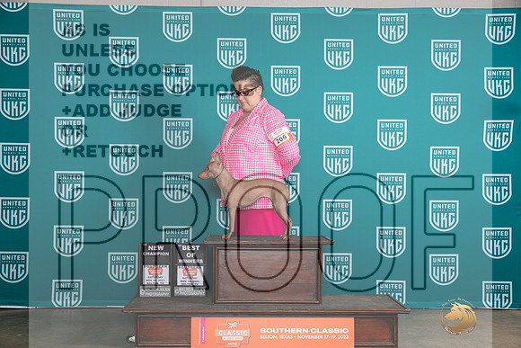 American Hairless Terrier Sat BOWCH Judge Karen Hynek__JP_3679_UKCBelton2023-HR3