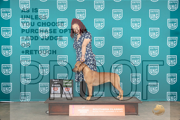 American Pit Bull Terrier #406 Fri BOBG3 Judge Antonio Raposo__JP_2840_UKCBelton2023-HR3