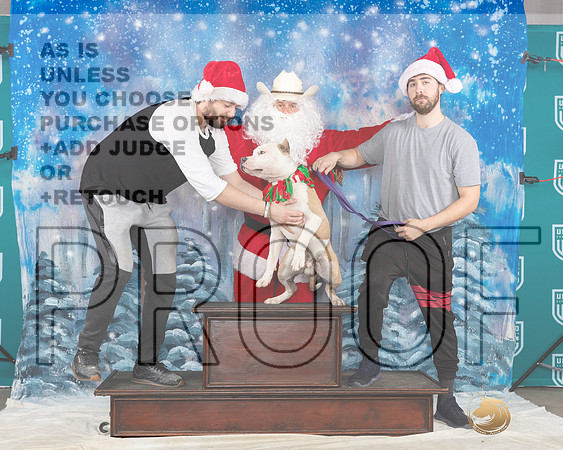 American Pit Bull Terrier Sat Santa__JP_3414_UKCBelton2023-HR3