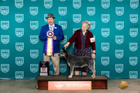 Australian Cattle Dog #106 Fri2 G1RBIS Judge Joseph Gubry