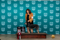 Australian Cattle Dog #129 Sun CH