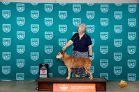 Australian Cattle Dog #524 Sat VBIS Judge r
