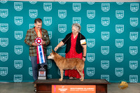 Australian Cattle Dog #524 sat VBIS Judge Antonio Raposo