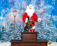 Australian Cattle Dog 2 Santa