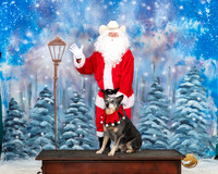 Australian Cattle Dog Mari 2 Santa