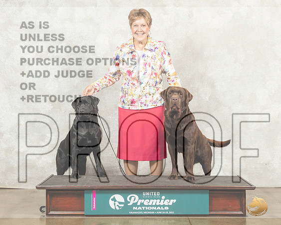 Labrador Retriever Sun Custom__MJ_9349_Premier_2022_HR3