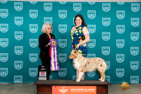 Australian Shepherd #399 Sat2 BIS Judge Nina Marie Sherrer