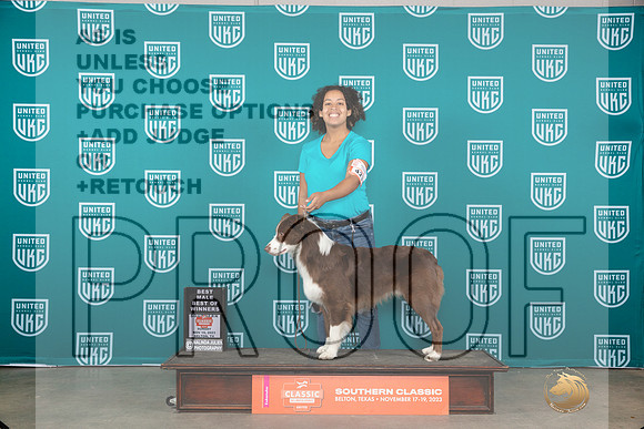 Australian Shepherd #425 Sun WDBOW Judge Nina Marie Sherrer__JP_3921_UKCBelton2023-HR3