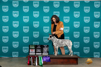 Australian Stumpy Tail Cattle Dog #251 G3