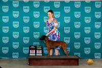 Barvarian Mountain Cur #461 Sat G3CH Judge Carianna Glenn