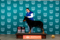 Beauceron #350 Fri G2CH Judge Karen Hynek