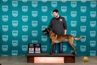 Belgian Malinois #113 Sun BMCH Judge Nina Marie Sherrer