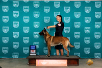 Belgian Malinois #176 Sun BOBG2 Judge Nina Marie Sherrer