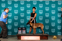 Belgian Malinois #388 Fri BF Polly Sat BF Raposo