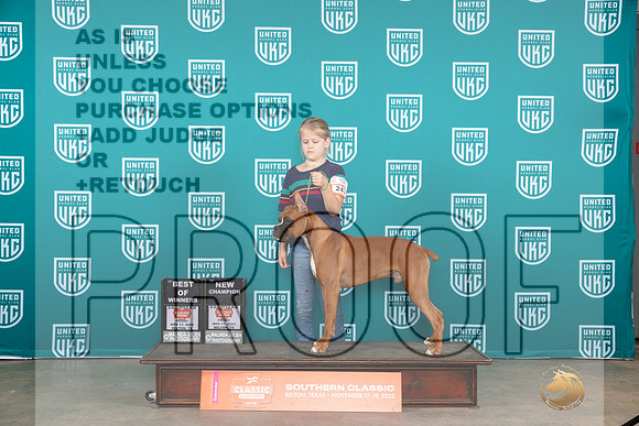 Boxer #241 Fri BOWCH Judge Antonio Raposo__JP_3527_UKCBelton2023-HR3