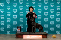 Cane Corso #215 Fri1 BOB Judge Antonio Raposo
